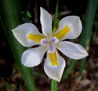 Foto Tanaman putih bunga daun