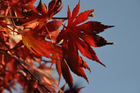 Foto árbol rama planta cielo