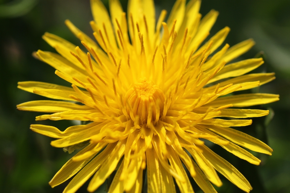 Natur blüte anlage löwenzahn