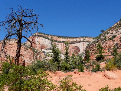 Landscape tree nature rock Photo