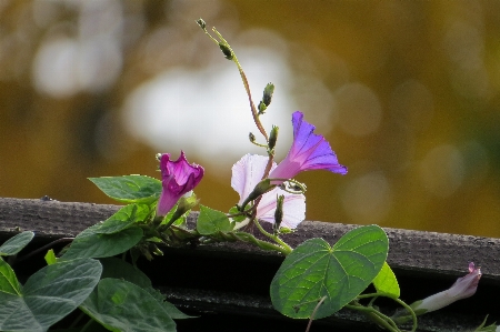 Blossom plant vine stem Photo