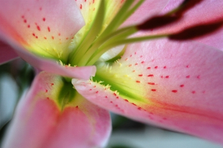 Blüte anlage blume blütenblatt Foto