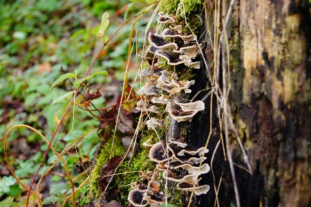 Foto árbol naturaleza rama planta