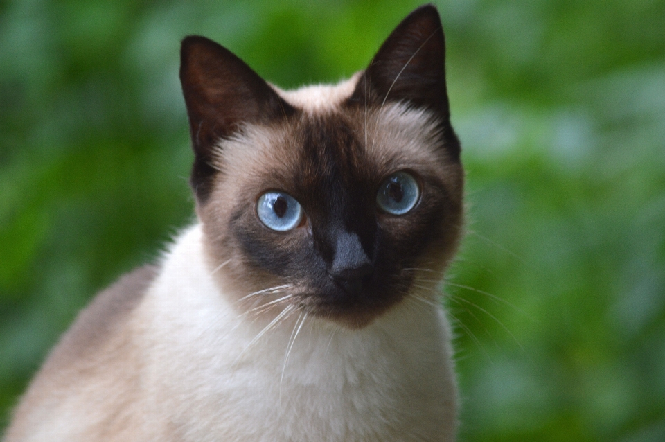 Gato siamês
 tailandês gatos de pequeno a médio porte
