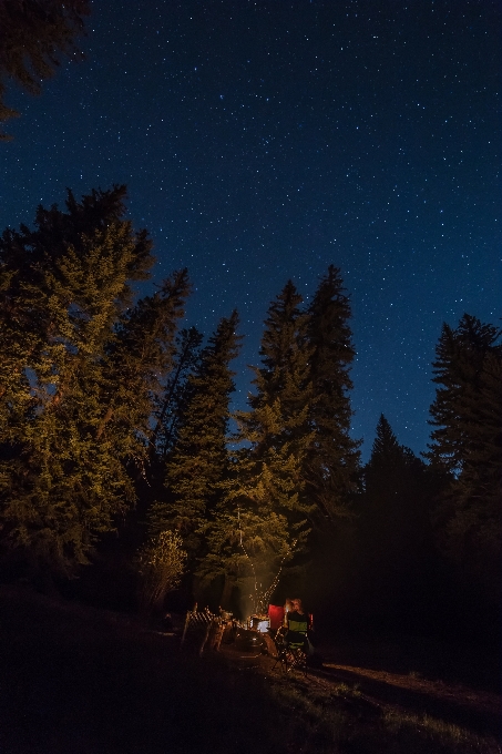 Paesaggio albero natura foresta