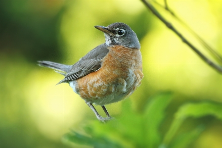 Foto Uccello animali selvatici becco robin