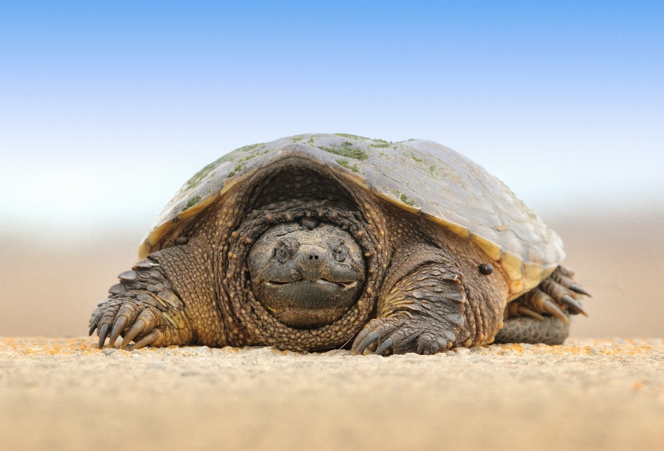 Tortuga marina
 reptil fauna