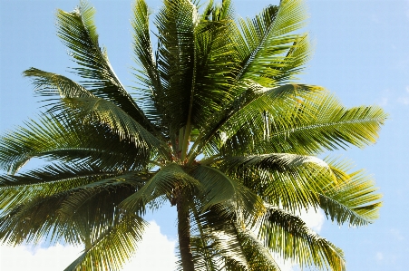 木 植物 空 ヤシの木 写真