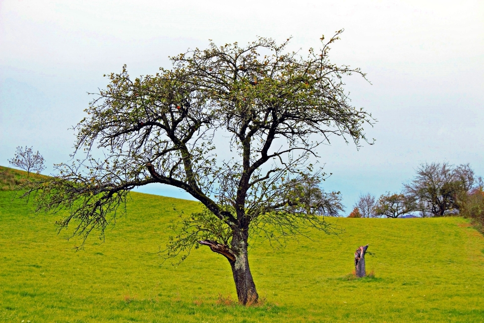 Paisagem árvore natureza grama