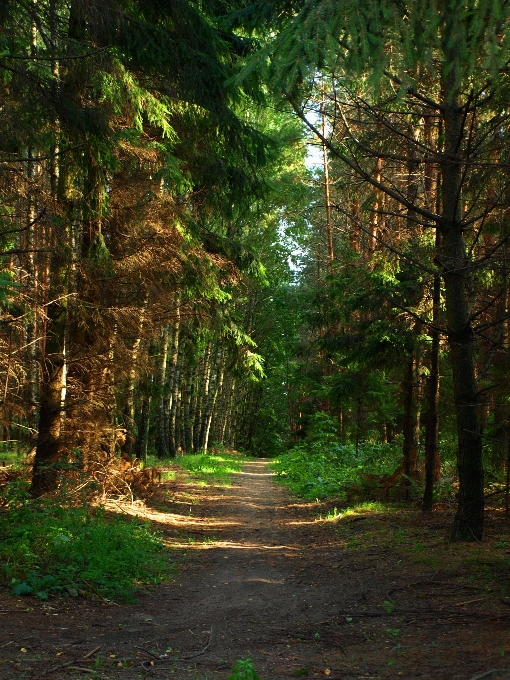 Landscape tree nature forest