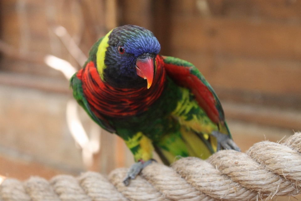 Burung sayap satwa penerbangan