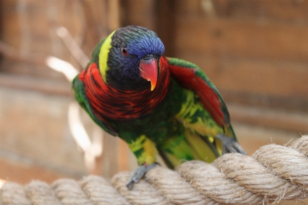 Bird wing animal flying Photo