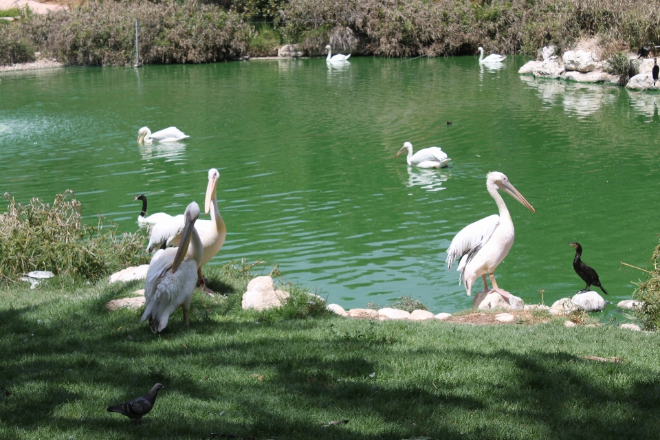 Water nature grass bird