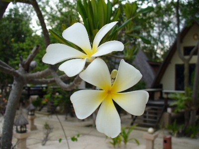 Landscape blossom growth plant Photo