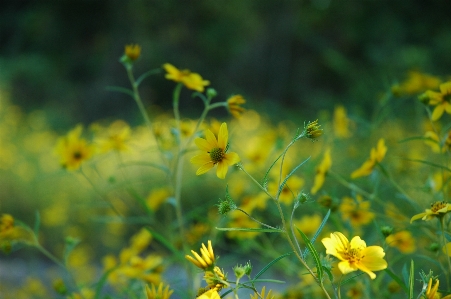 Grass blossom plant meadow Photo