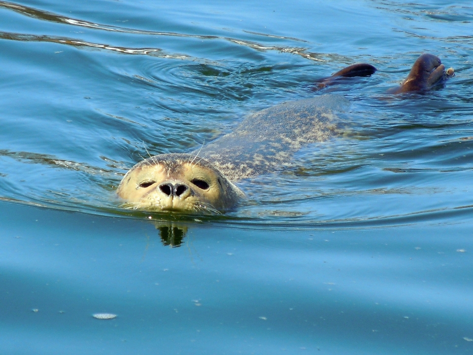 Meer wasser ozean tierwelt