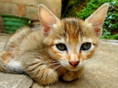 Grass ground cute wildlife Photo