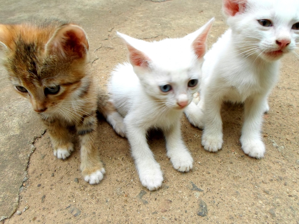 Group white cute wildlife