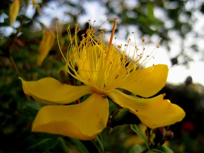 植物 花 花弁 咲く 写真