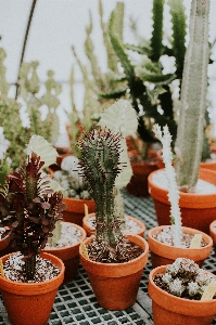 Cactus plant houseplant flowerpot Photo