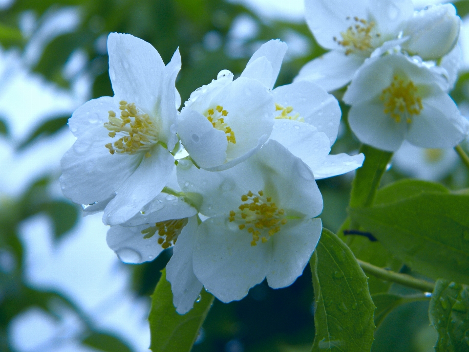 Florecer planta blanco flor