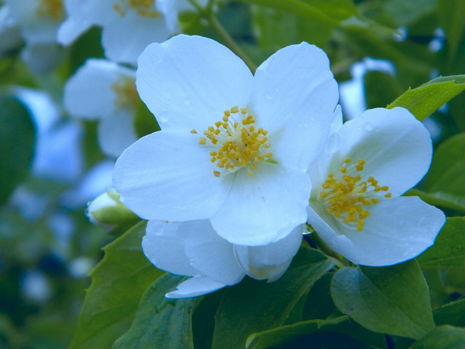 花 植物 空 日光