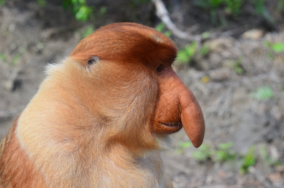 Tierwelt säugetier affe fauna