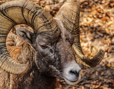 Nature grass wilderness animal Photo