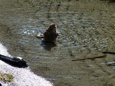 Beach water nature walking Photo