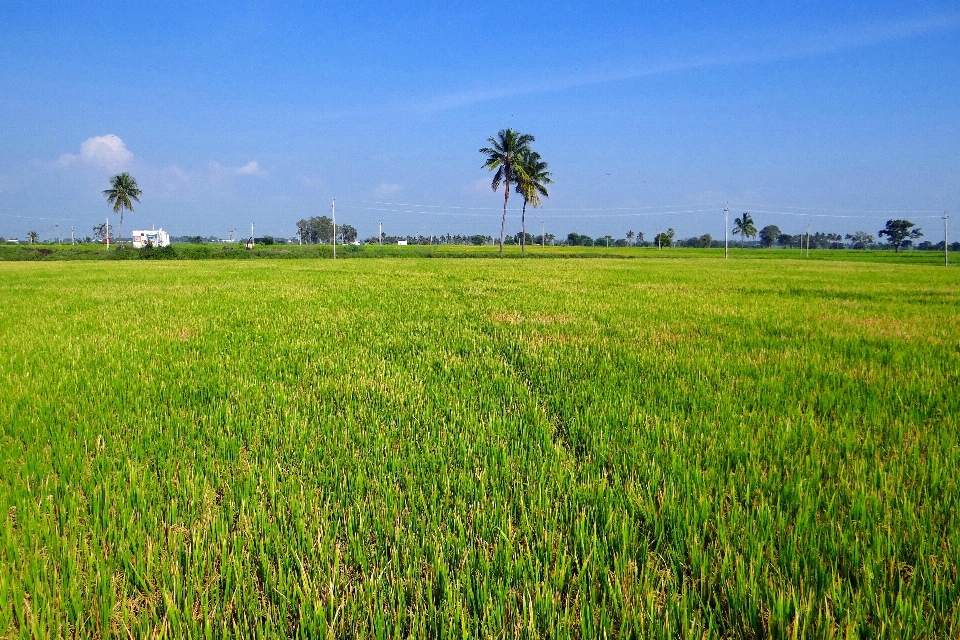 Landscape tree grass outdoor