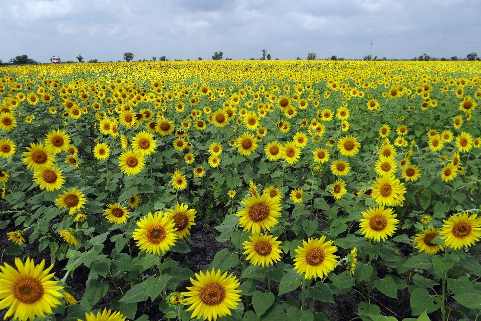 Paysage fleurir usine ciel