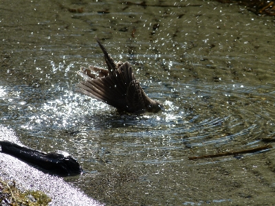 Beach water nature walking Photo