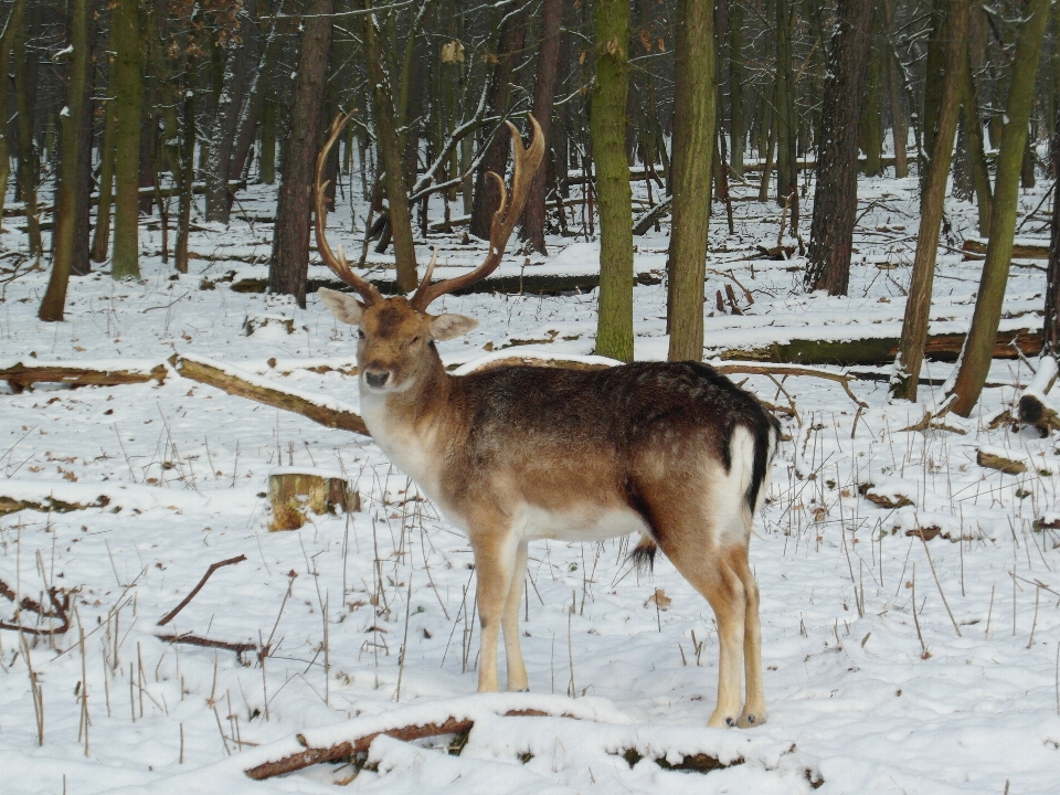 árvore floresta região selvagem
 neve