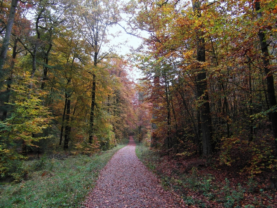 Landscape tree nature forest