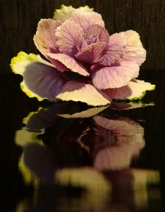 Blossom plant flower petal Photo