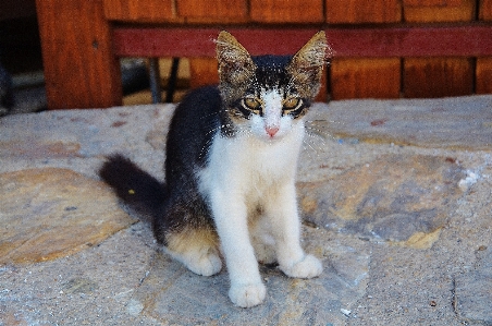 Foto Bianco animale carino pelliccia