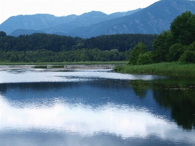 風景 木 水 自然 写真