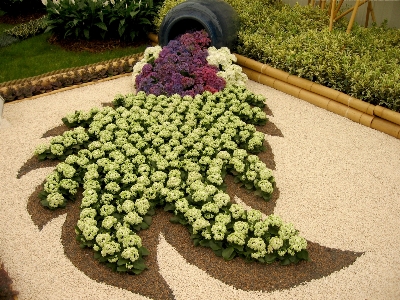 草 花 植物 幹 写真