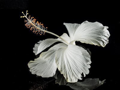 Photo Fleurir aile noir et blanc
 usine