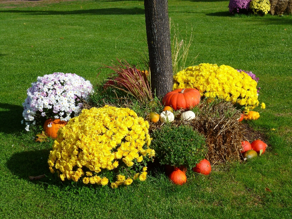 Landschaft baum gras anlage