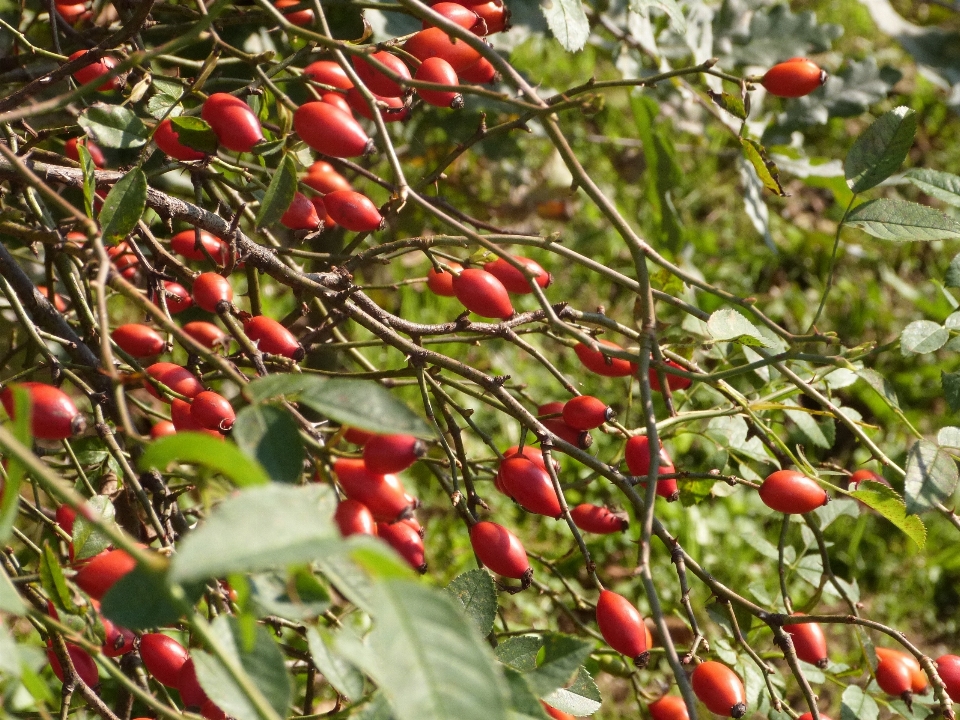 Tanaman buah beri daun