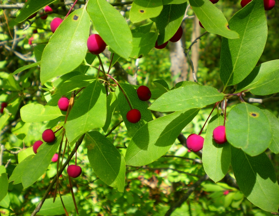 árvore natureza plantar fruta