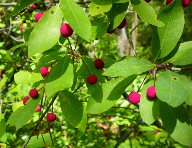 Tree nature plant fruit Photo