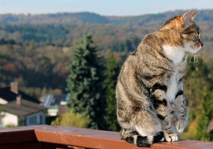 自然 アジア人 毛皮 猫 写真