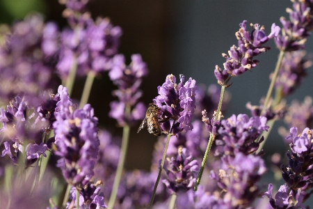 Plant flower purple spring Photo