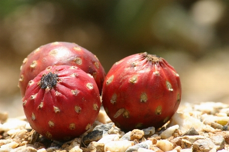 Fruit produce vegetable three Photo