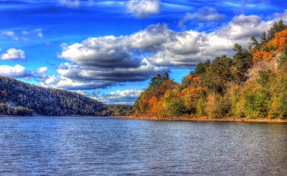 Landscape tree water nature