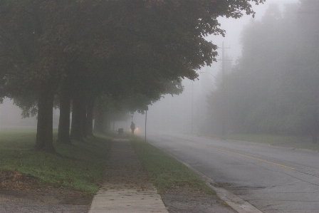 Landscape tree path grass Photo