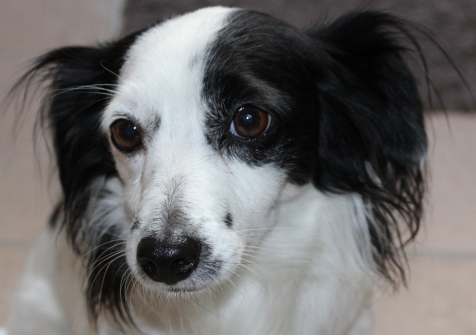 犬 動物 かわいい ペット