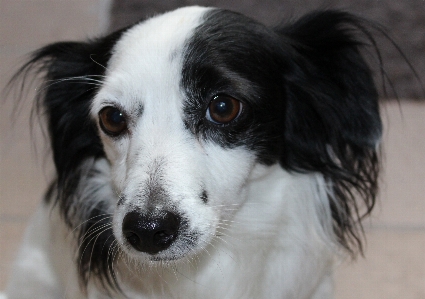 Foto Anjing satwa imut-imut peliharaan